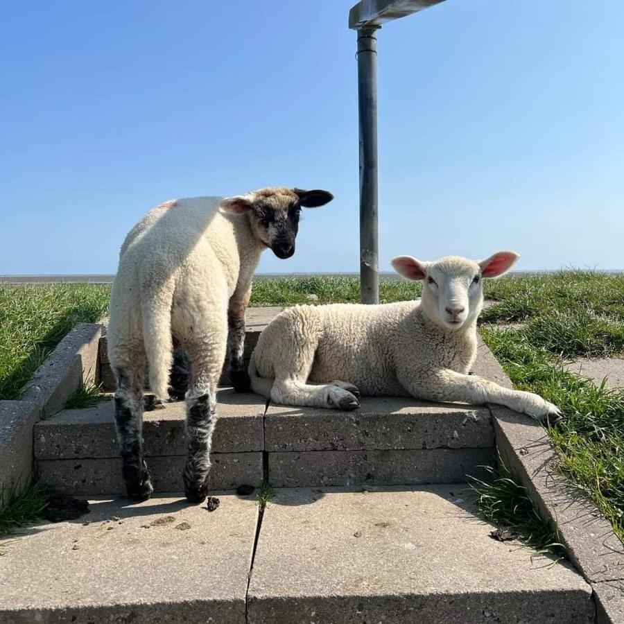 Ferienwohnung Op De Warft Neukirchen  Bagian luar foto